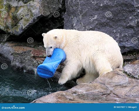 Polar Bear Playing with Toy Stock Image - Image of playing, blue: 5637827