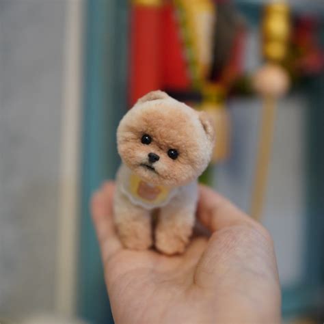 Pomeranian And Toy Poodle Mix | ppgbbe.intranet.biologia.ufrj.br