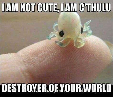 The 30 Funniest Octopus Memes, Ranked