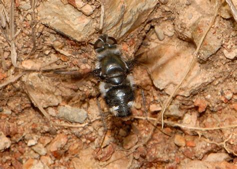 Thraxan Beefly - Thraxan sp.
