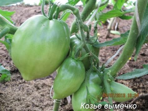 Томат Козье вымечко: характеристика и описание, отзывы, фото ...
