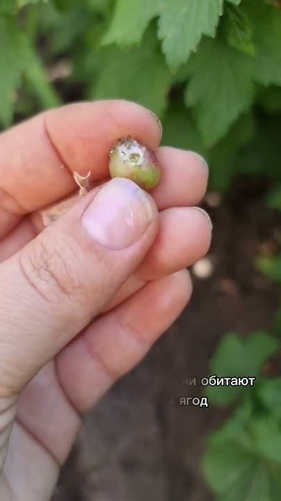 кто ест урожай ягод смородины и крыжовника 🐛 #садогород #смородина # ...
