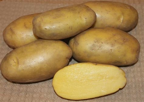 Продукция — Федеральный исследовательский центр картофеля имени А.Г. Лорха