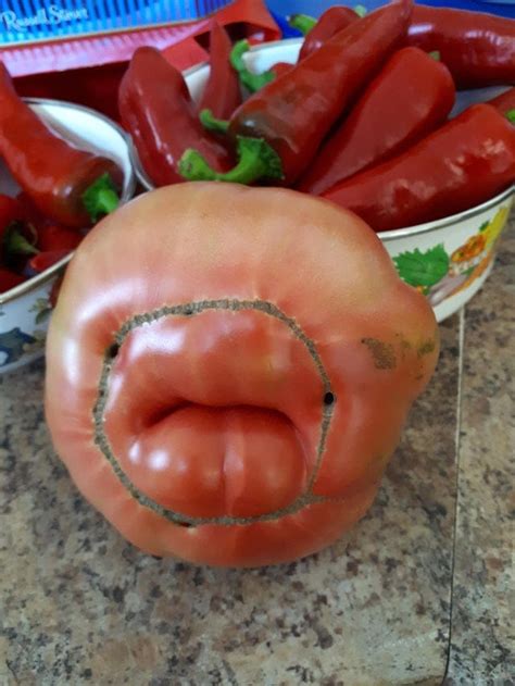 17 People Who Grew Unusual Plants And Fruits - Barnorama