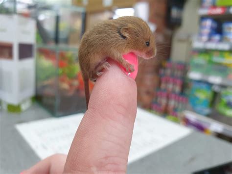 A very tiny baby harvest mouse. : r/tinyanimalsonfingers