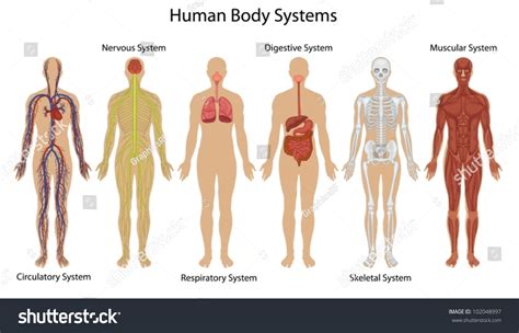 Illustration Human Body Systems Stock Vector 102048997 - Shutterstock