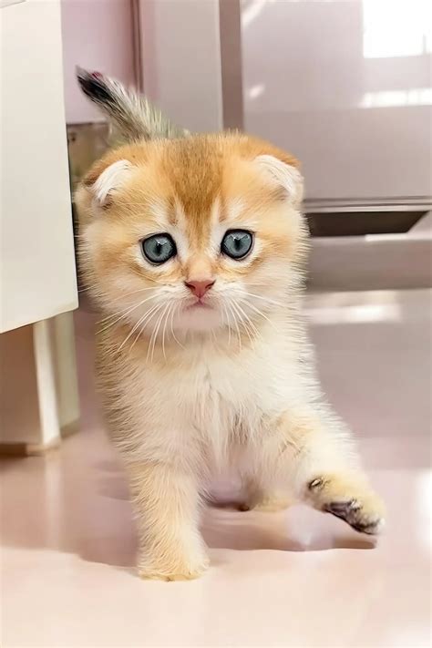 Ole the Adorable Scottish Fold Kitten