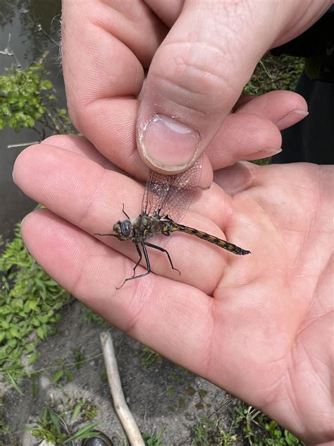 About Beaverpond Baskettail - Maryland Biodiversity Project