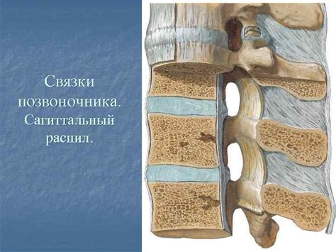Хирургическая анатомия позвоночника и спинного мозга Позвоночный