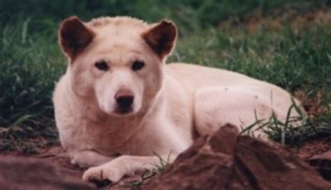 Dingo - Chovatelka.cz