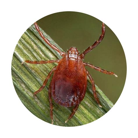 tick identification guide learn   identify ticks   kinds