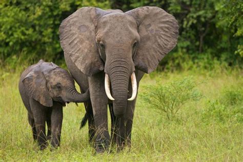 Elephants: Earth's Largest Land-Animals | Live Science