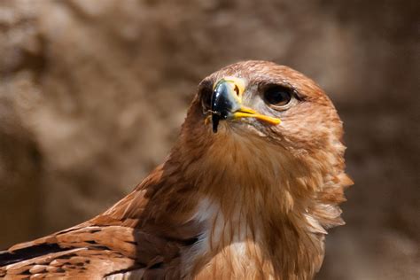 Milvus migrans