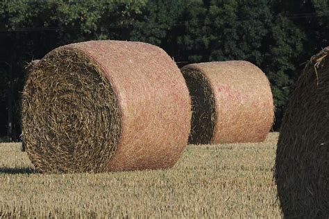 Balen