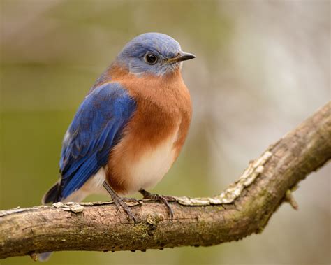 Creating Bluebird Habitat (& Free Bluebird House Plans)