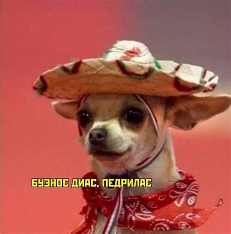 Халлоу | Hello memes, Cute memes, Memes funny faces