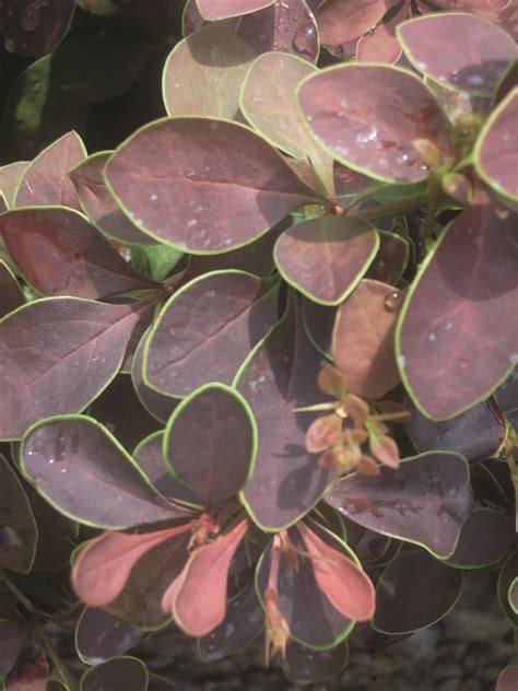 Барбарис Тунберга "Coronita" | Euro-plant
