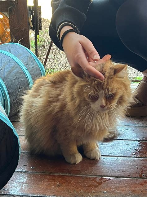 Persian Cat Rescue -... - Persian Cat Rescue - Johannesburg