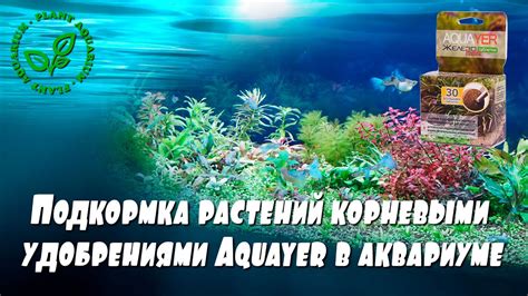 Подкормка растений корневыми удобрениями Aquayer в аквариуме - YouTube