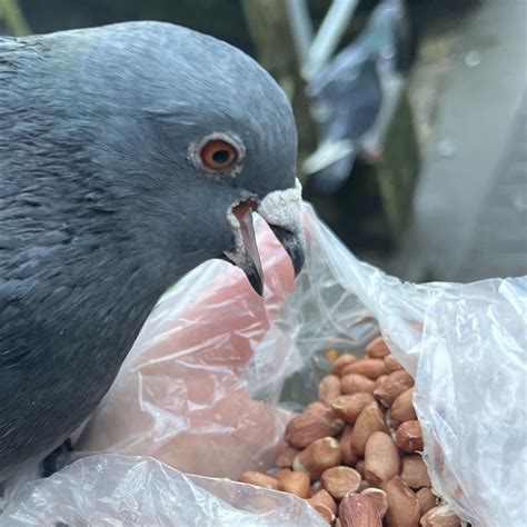 This pigeon was shocked at the amount of peanuts I had for him. : r/pigeon