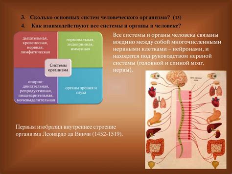 Организм человека - презентация онлайн