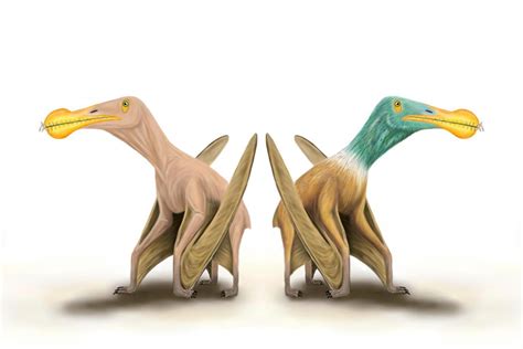 Did pterosaurs have feathers? Scientific debate takes flight in new study
