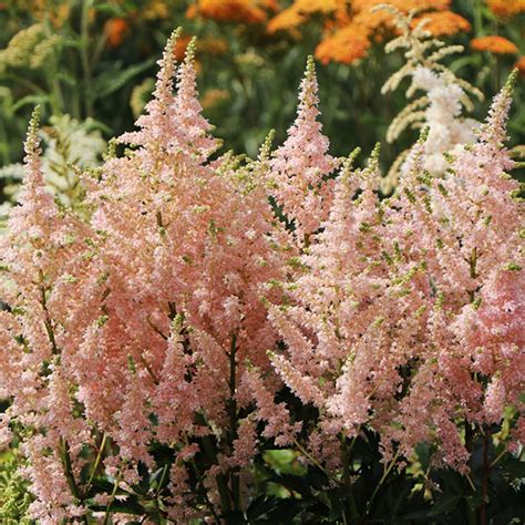 Astilbe 'Younique Salmon' | SlovenskeTrvalky.sk