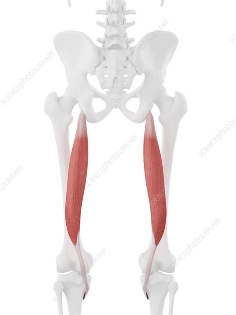 Semitendinosus muscle, illustration - Stock Image - F025/7274 - Science ...