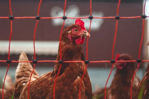 Electric Poultry Fencing: Installing a Shocking Deterrent Against ...