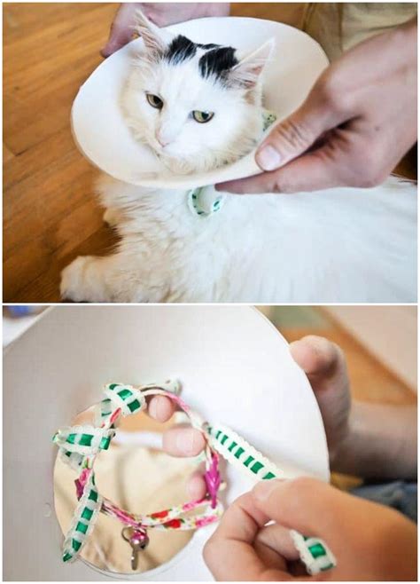 How to Make a DIY Dog Cone (7 Homemade Dog Cone Ideas)