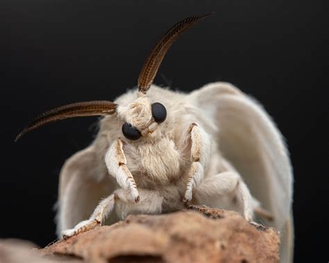 domestic silk moth etsy