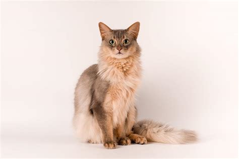 20 Long-Haired Cat Breeds (With Info & Pictures) | PangoVet