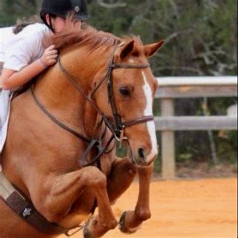 king midas pet birds horses animals