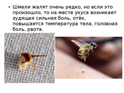 Шмель