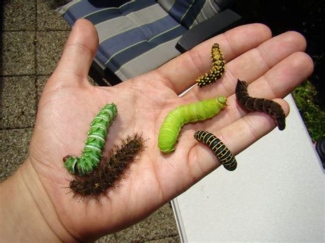 caterpillars eggs adults care info  visitor