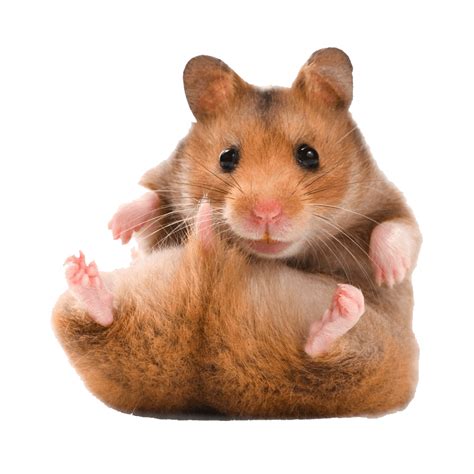 hamster png images transparent hd photo clipart   hamster