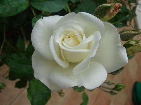 Rose Virgo : Grows on You