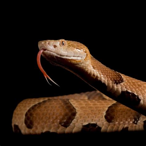 copperhead snake copperhead snake venom mwtv
