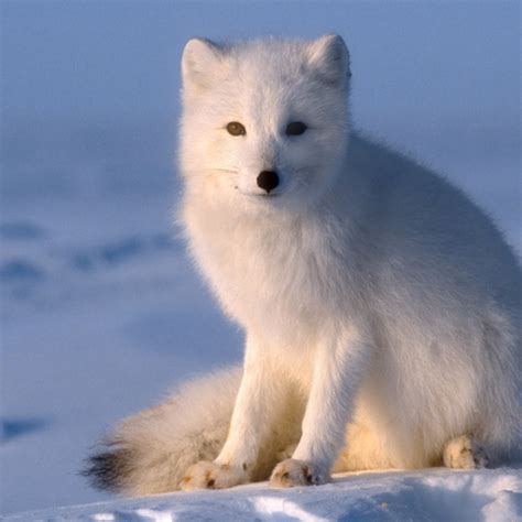 the fox _ the fox ロゴ – PDXMIV