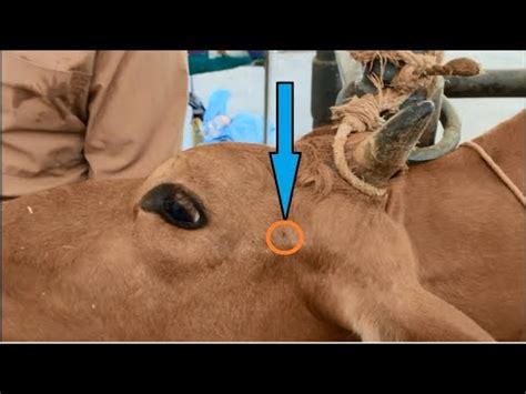 Auriculopalpebral block in cow 🐄 Bloqueo auriculopalpebral en vaca 🐄