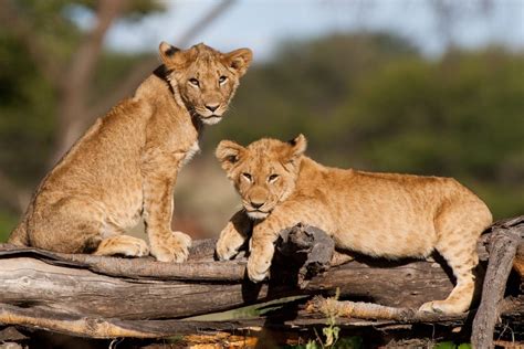 Simbabwe - Afrika Reisen Safaris