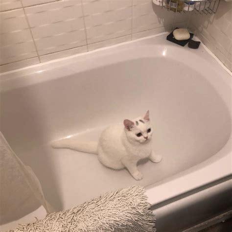 I found him like this, clearly having a shower thought. : r/aww