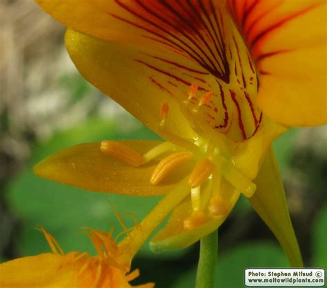 Tropaeolum majus (Garden Nasturtium) : MaltaWildPlants.com - the online ...