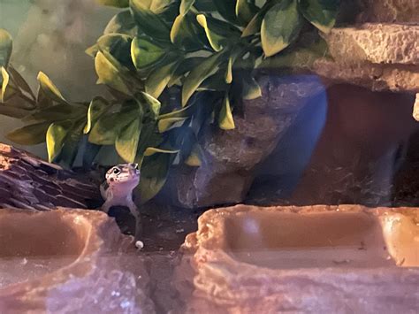 Looking to get some loose substrate for Binx’s tank, any tips on