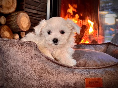 0 Numara Maltese Terrier Yavrularımız - İstanbul Köpek Çiftliği