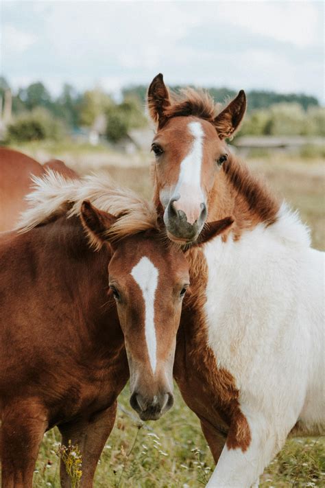 wallpaper  horses wild horses  dominance conflict pryor mountain