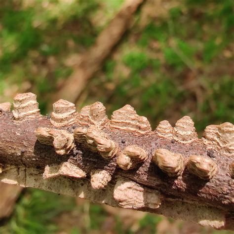 These nodules on this branch look like sandstone formations. : r/Miniworlds