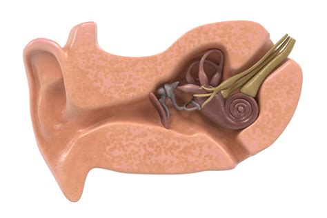 semicircular canals anatomy  function    ear