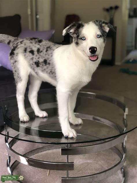 Pomsky&border collie & blue heeler stud - Stud Dog Rochester - Breed