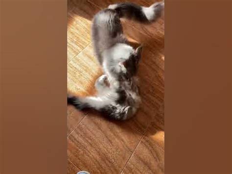 Бой Мейнкунов #кот #котики #мейнкун #котята #cat #fyp - YouTube